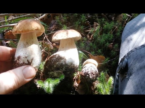Видео: Так начинается грибная волна