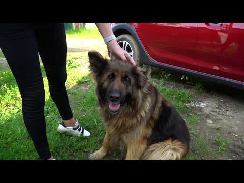 Видео: Лучший хэтч среди бюджетных. Рено Сандеро. Renault Sandero. Лиса рулит