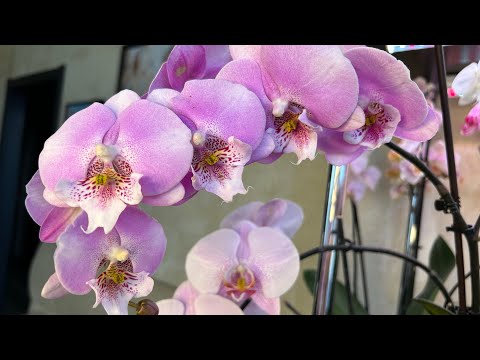 Видео: Пересадка Азиатских подростков и красота цветения новых орхидей