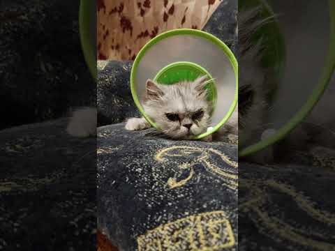 Видео: НОВОСТИ И ПРОБЛЕМЫ КОШКИНОГО🏠, 07.09.25