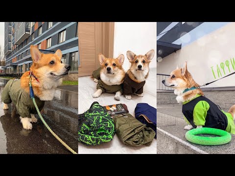 Видео: Показываю всю амуницию и одежду наших собак 🐶 Разборки Сэдди и подушки 🙉 VLOG