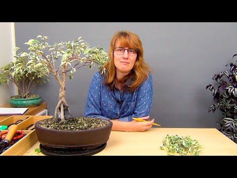 Видео: Плетение косичкой фикуса Бенджамина (ч.7).