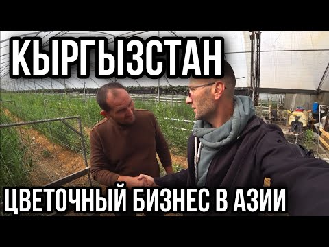 Видео: Кыргызстан, цветочный бизнес в Азии