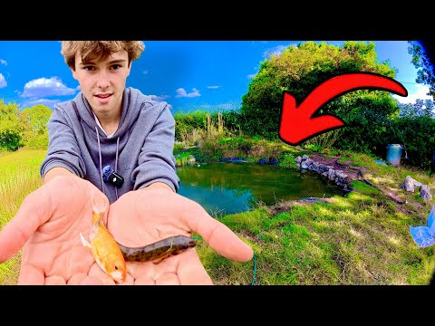 Видео: У меня появились 4 новые рыбки для пруда на заднем дворе!