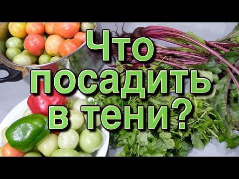 Видео: Ягоды, зелень и овощи которые можно посадить в тени