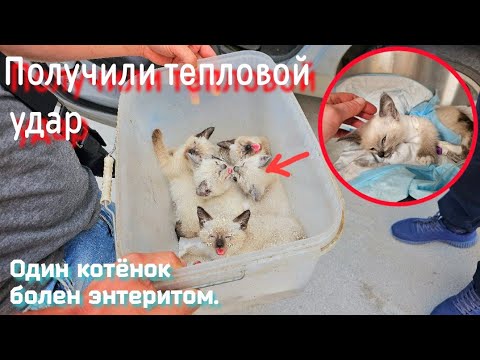 Видео: Их везли в закрытом пластиковом контейнере 2 часа 😱/ один котёнок болен/ help save the kittens