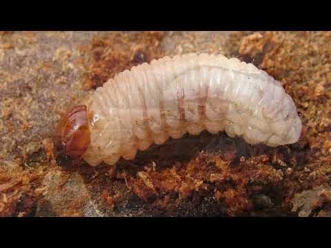 Видео: ЧЕМ ОПАСЕН КОРОЕД ДЛЯ ДЕРЕВА?