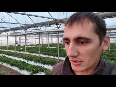 Видео: Обзор сорта земляники садовой (клубники) Мурано, выращивание в теплице. 