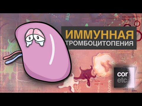 Видео: Иммунная тромбоцитопения (Болезнь Верльгофа).