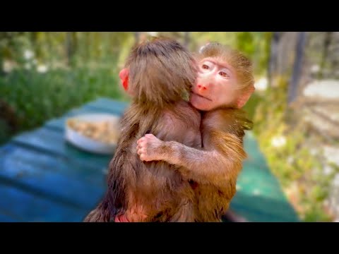 Видео: Влад ВЕСЬ НА НЕРВАХ! Мы первый раз оставили Степу и Маню ОДНИХ в ВОЛЬЕРЕ!