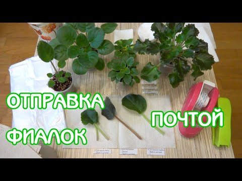 Видео: Как упаковать фиалки для отправки почтой | Советы по уходу за фиалками | Мои фиалки 24