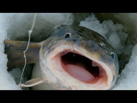 Видео: Ночная проверка тычек на налима.