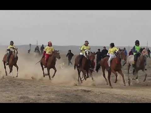 Видео: Тай жарыс. Емби каласы. Мугалжар ауданы азаматтарынын уйымдастыруымен өткен. 20.10.2019