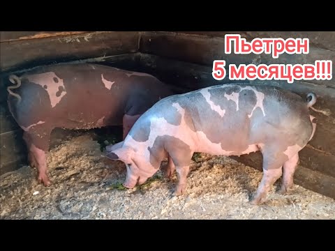 Видео: Обзор поросят Пьетрен!!! #пьетрен #свиноводство #лпх