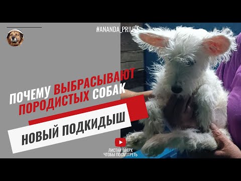 Видео: Новый подкидыш