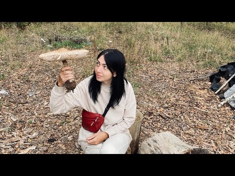 Видео: Гриби Чернігівщини 🍄 Тихе полювання. Знайшли бліду поганку ☠️ 