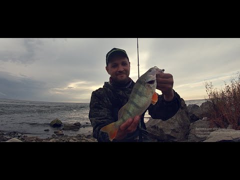 Видео: СЛЭМ ЖИРНЫХ ОКУНЕЙ. РАЗДАЧА НА ДЖИГ