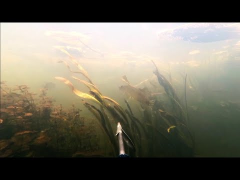 Видео: Подводная охота, сезон 2025