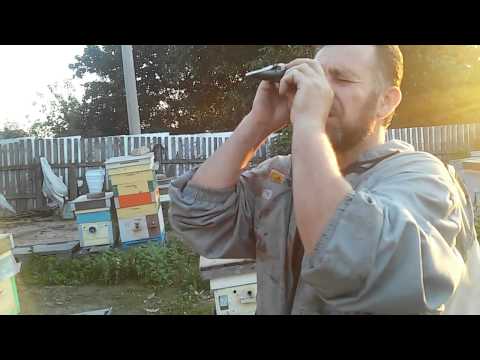 Видео: Определяем влажность мёда перед качкой.