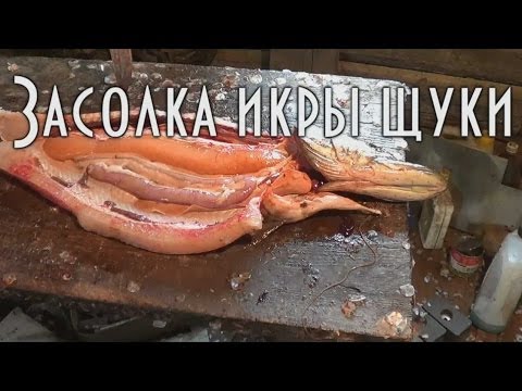 Видео: Заготовка щучьей икры Горячий посол в условиях экспедиции