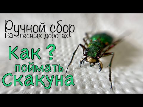 Видео: РУЧНОЙ СБОР, о том, КАК ЛОВИТЬ ПОЛЕВЫХ СКАКУНОВ, и не только