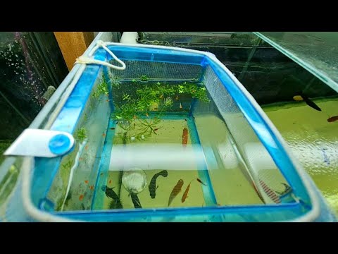 Видео: Что произошло на разводне за 5 дней