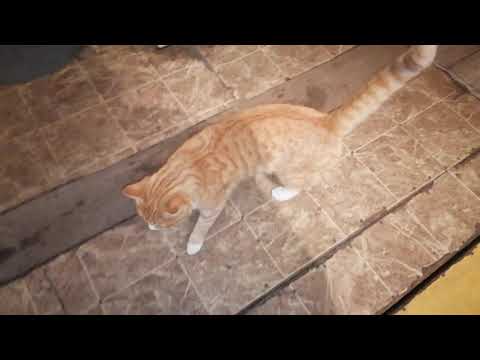 Видео: деревня,