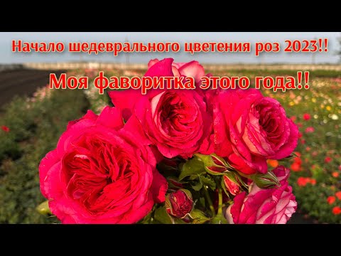 Видео: Моя фаворитка этого года!! Начало шедеврального цветения роз!!