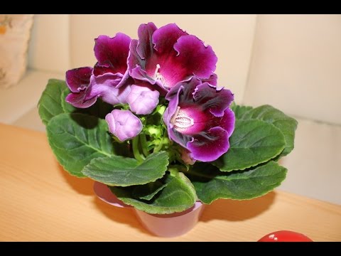 Видео: ГЛОКСИНИЯ 2 ЧАСТЬ.КАК ОБРЕЗАТЬ ГЛОКСИНИЮ. КАК ХРАНИТЬ КЛУБНИ ГЛОКСИНИИ  #глоксиния #oldenburgru#40