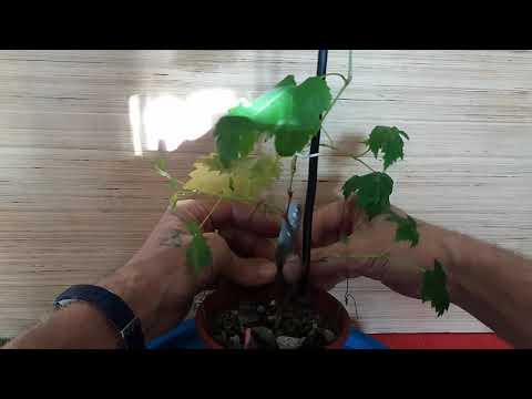 Видео: Бонсай из винограда. Формировка веток Bonsai made from grapes. Branch Formation