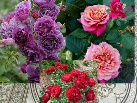 Видео: РОЗОМАНИЯ! Казнить нельзя Помиловать! Сезон 2023!ТАКОГО Я ДАВНО НЕ  ВИДЕЛА!