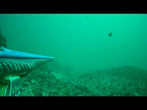 Видео: Морска котка/ common stingray