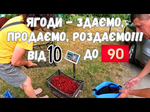 Видео: 🍓Замовлення з Німеччини. ЗАРОБІТОК на вишні, полуниці, смородині, малині. Продаж ягід онлайн.