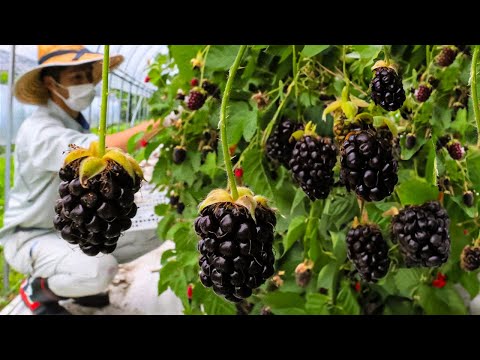 Видео: Как вырастить миллионы фунтов ежевики — техника выращивания и сбора ежевики в 2023 году