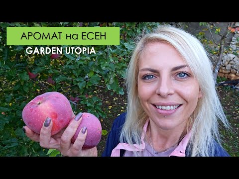 Видео: ЯБЪЛКОВ СЛАДКИШ: #Ден 48 от 90 ДНИ НА СЕЛО