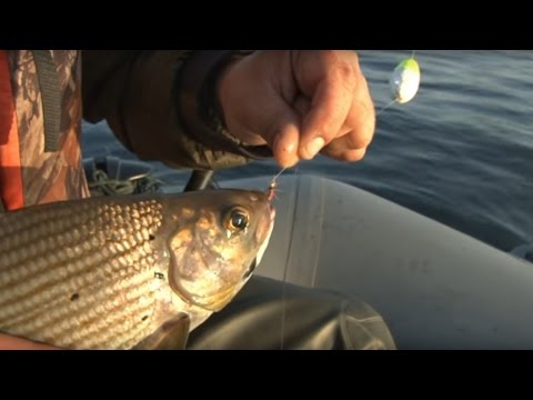 Видео: Енисейский хариус в сентябре. Часть 2