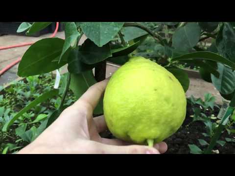 Видео: Лимон Юбилейный