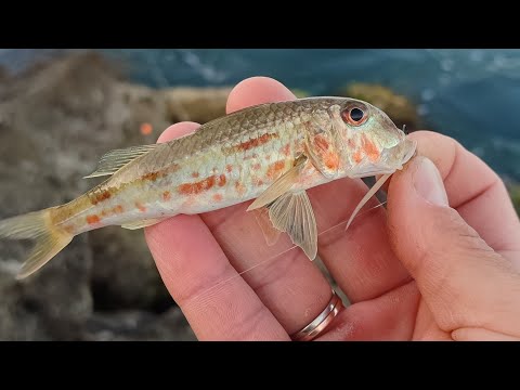 Видео: Рыбалка на море в Туапсе.