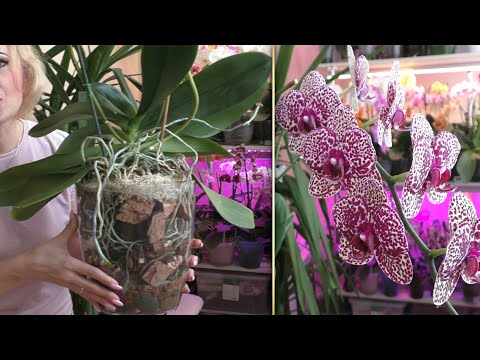 Видео: ФАНТАЗЕРКА в ДЕЙСТВИИ! АВАНТЮРА с орхидеей ДИКИЙ КОТ.