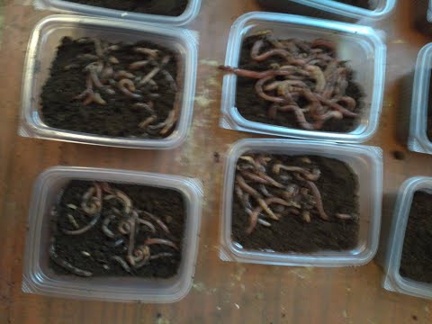 Видео: Дендробена. Фасовка червя. Бизнес на червях