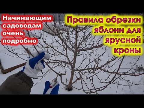 Видео: Основные ПРАВИЛА ОБРЕЗКИ ЯБЛОНИ для ярусной формировки кроны.
