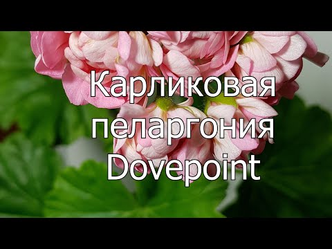 Видео: Карликовая махровая пеларгония Dovepoint