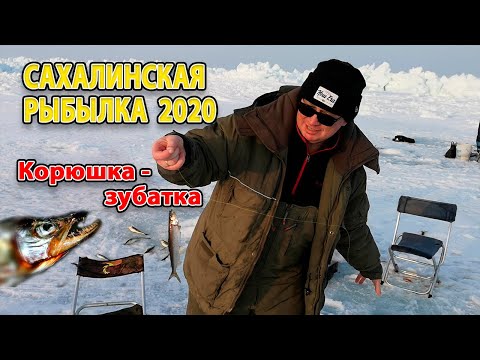 Видео: Сахалинская зимняя рыбалка. Корюшка-зубатка. Ловля "зубаря"