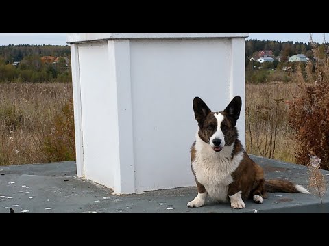 Видео: С Глашей по подмосковному октябрьскому лесу
