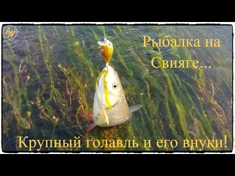 Видео: Рыбалка на Свияге.  Крупный голавль и его внуки!