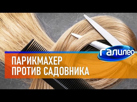 Видео: Галилео ✂ Парикмахер против садовника