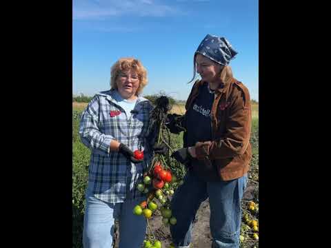 Видео: Видеообзор с полей
