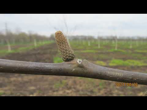 Видео: Обрезка грецкого ореха. ФОРМИРОВКА ГРЕЦКОГО ОРЕХА НА УРОЖАЙ.