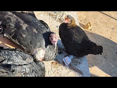 Видео: 9 ОКТЯБР 2025 ЖЫЛ ХАЛКАБАД ТАУЫК БАЗАР