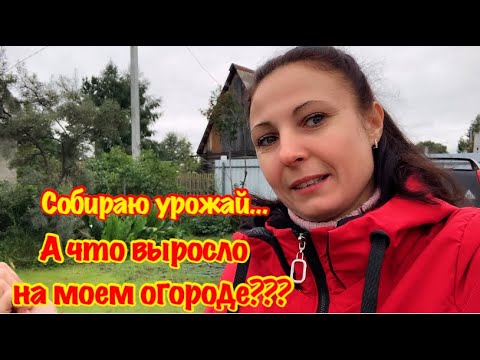 Видео: Я В ВОСТОРГЕ ОТ УРОЖАЯ/ОСЕННЯЯ УБОРКА ОГОРОДА НА ДАЧЕ/СОБИРАЮ УРОЖАЙ/КАК ЭТО ВЫРОСЛО У МЕНЯ НА ДАЧЕ?